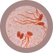 salmonella typhi