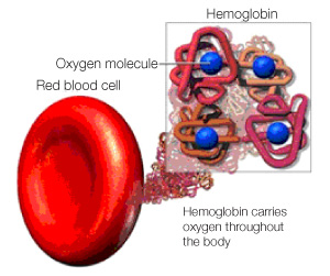 MyGov Manipur - Anemia occurs when the number of healthy red blood cells or  hemoglobin in your body is too low. Hemoglobin is a central part of red  blood cells. Red blood